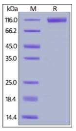 Human Flt-3, Fc Tag on SDS-PAGE under reducing (R) condition. The gel was stained overnight with Coomassie Blue. The purity of the protein is greater than 95%.